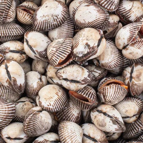 새꼬막 2kg (kg당 15-20미) (11,090원/무료)
