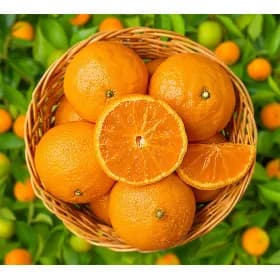 카라향 5kg 랜덤혼합 (5,860원/무료)1