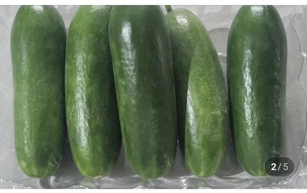 국산 미니오이 1kg (8,700원/무료)