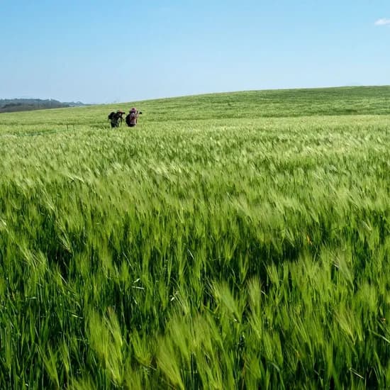 KTX 고창 부안 청보리밭 당일치기 기차여행 (97,000원/무료)