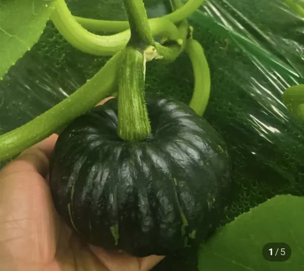 국산 미니밤호박 특품 1kg (8,900원/무료)