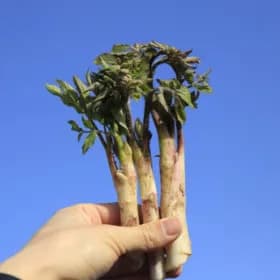 남해 농협 자연산 땅두릅 500g (9,170원/무배)