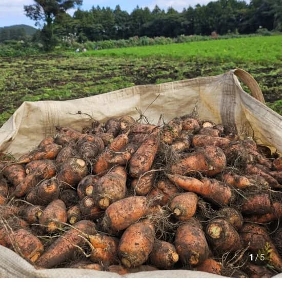 제주 구좌 흙당근 왕당근 5KG~(7,500원/무료)