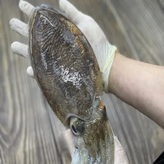 갑오징어 생물 중대짜 1kg (16,910원/무료)