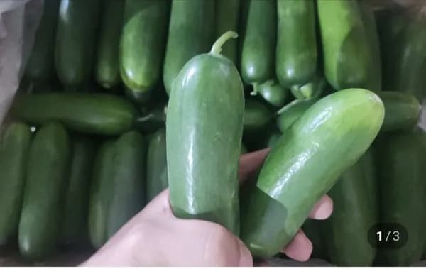 미니오이 2kg (4,600원/무료)1