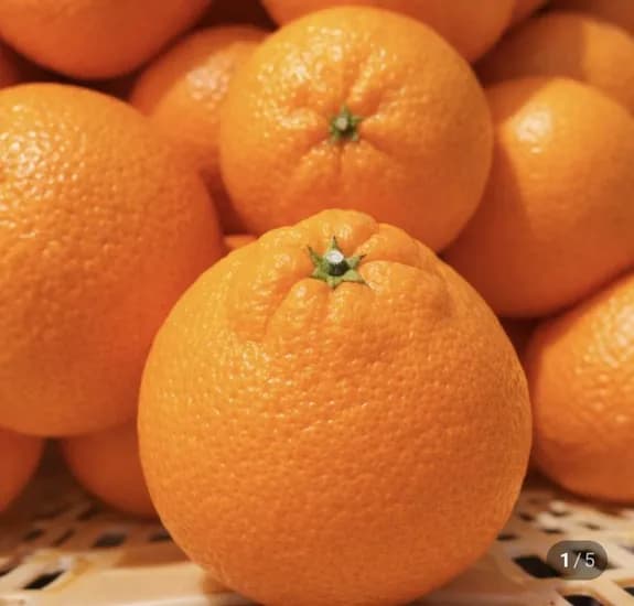 한라봉 2.5kg 소과 가정용 (2,500원/무료)1