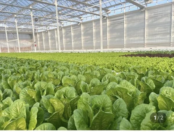 유러피안 샐러드상추 1kg (5,900원/무료)