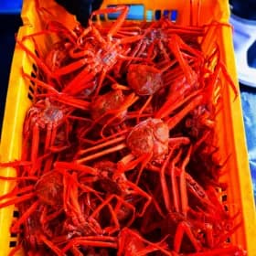 동해/울진 홍게 4+4kg 22~28미(8,460원/무배)1