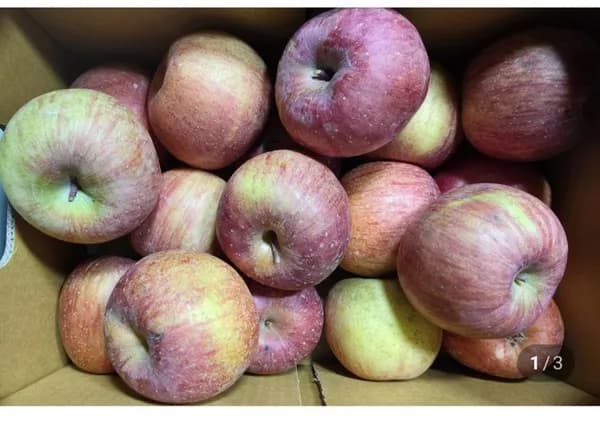 꿀사과 3kg 14-16과 가정용 (15,600원/무료)