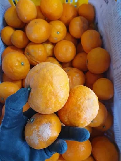 못난이 카라향 3kg 5kg 10kg (21,500원,29,500원,49,500원/무료)