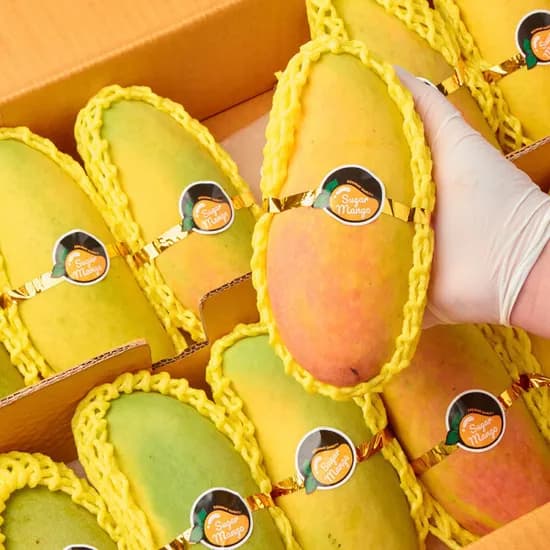 무지개망고 2kg (2,400원/무료)1