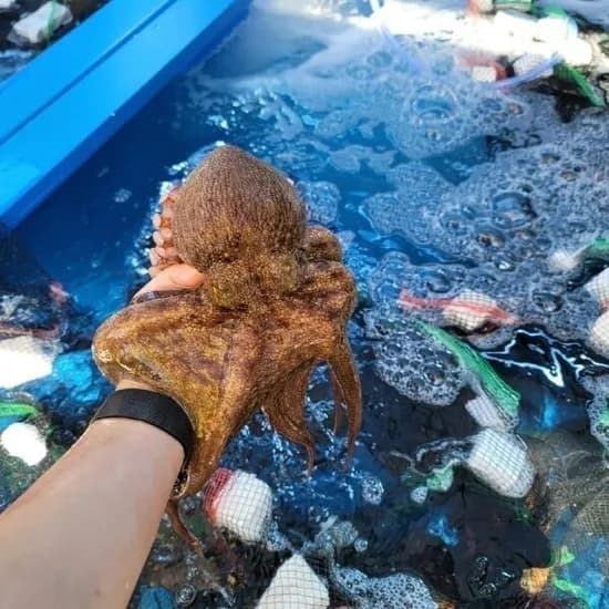 여수 활 돌문어 1kg 1~4미 (22640원/무배)