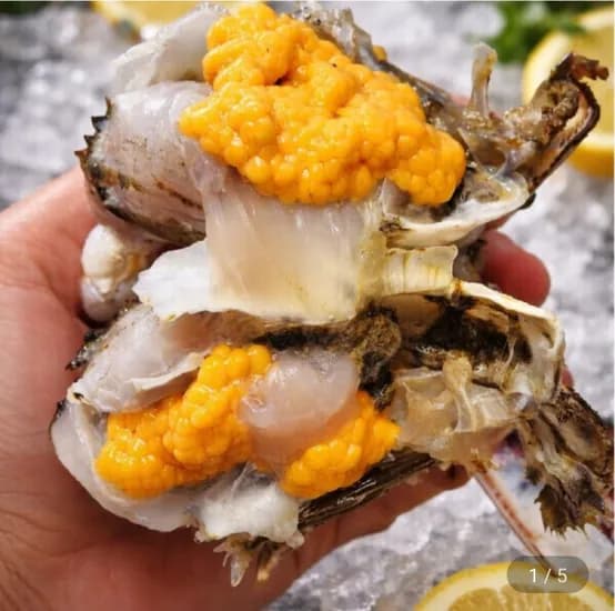 활 암꽃게 kg 3~5미 (19,000원/무료)1