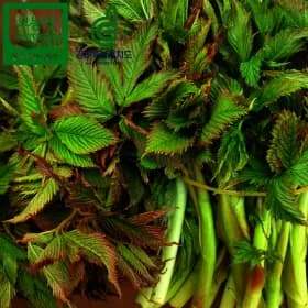 햇 눈개승마 삼나물 1kg