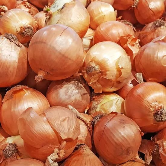 국내산 양파 장아찌용 10kg