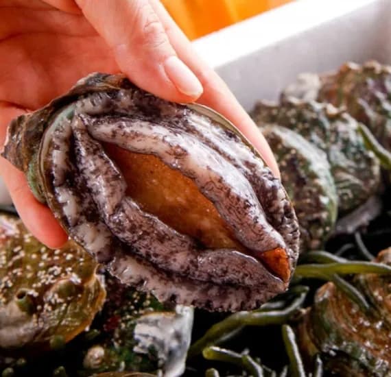 산지직송 완도 활전복 1KG 6-7미 (산소포장)(1,670원/무료)2