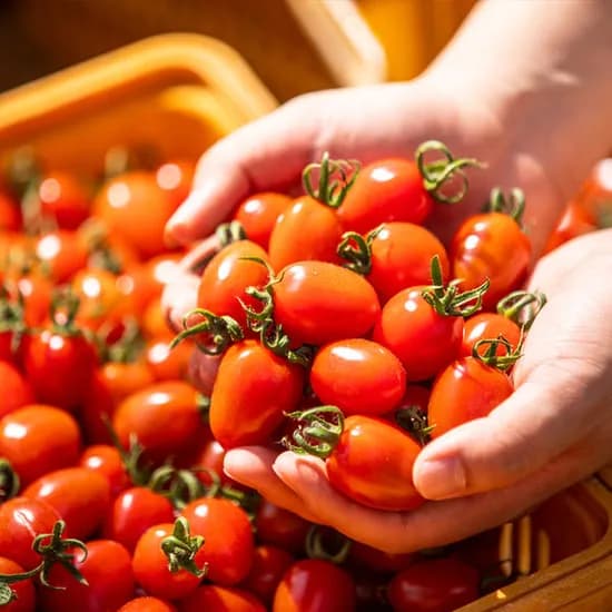 로얄과 대추 방울토마토 2kg (10,950원/무료)