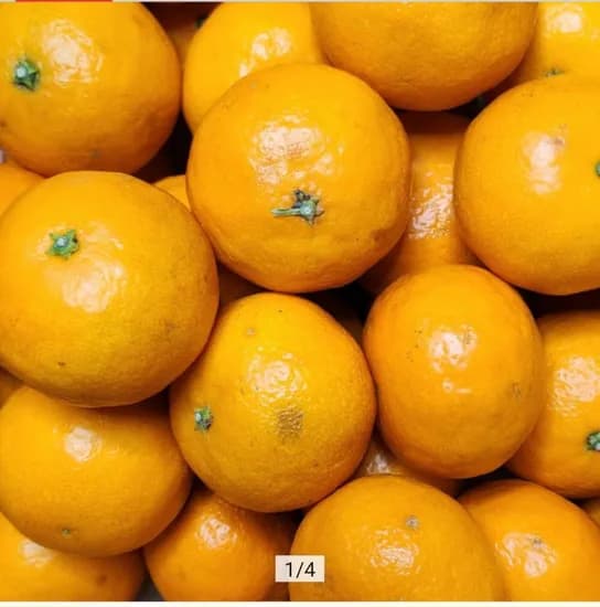 카라향 5kg 혼합