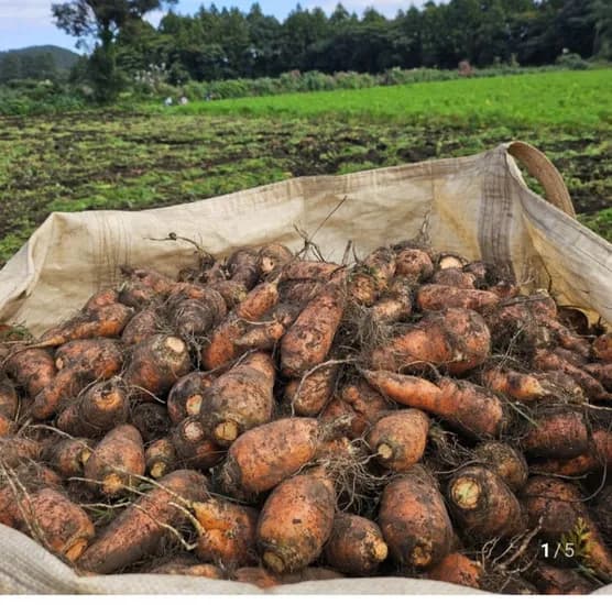 구좌당근 왕 5kg