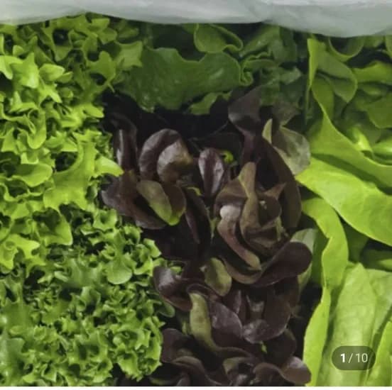 유러피안 샐러드 1kg
