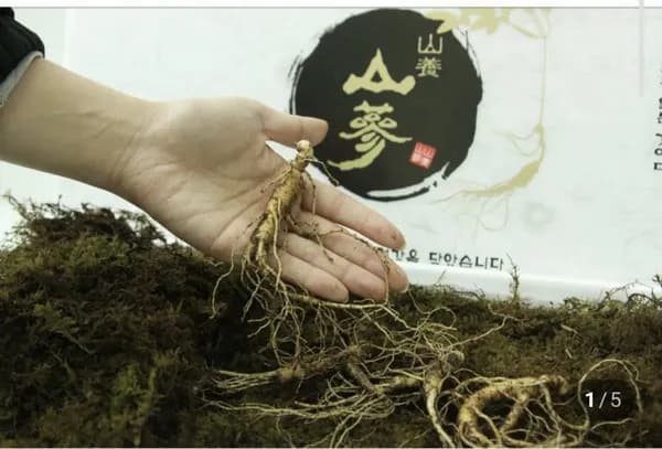 산양산삼 8~10년 선물용 (110,000/무료)