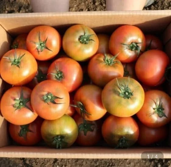 완숙 찰 토마토 중소과 2kg (7,780원/무료)