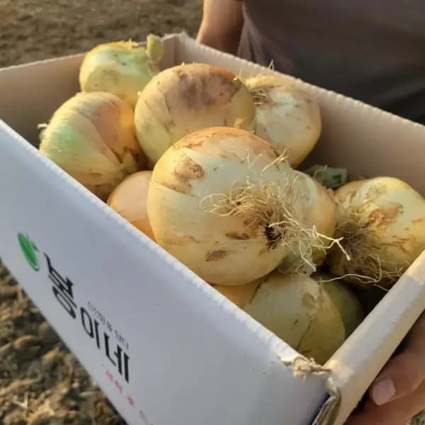 햇양파 5kg (신한 5,850원/무료)