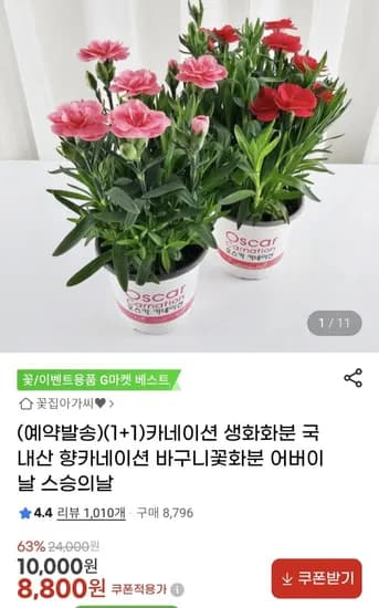 카네이션 생화 화분 1+1 (8,800원/무료)