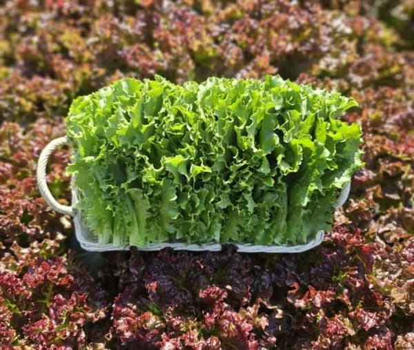 청상추 1kg