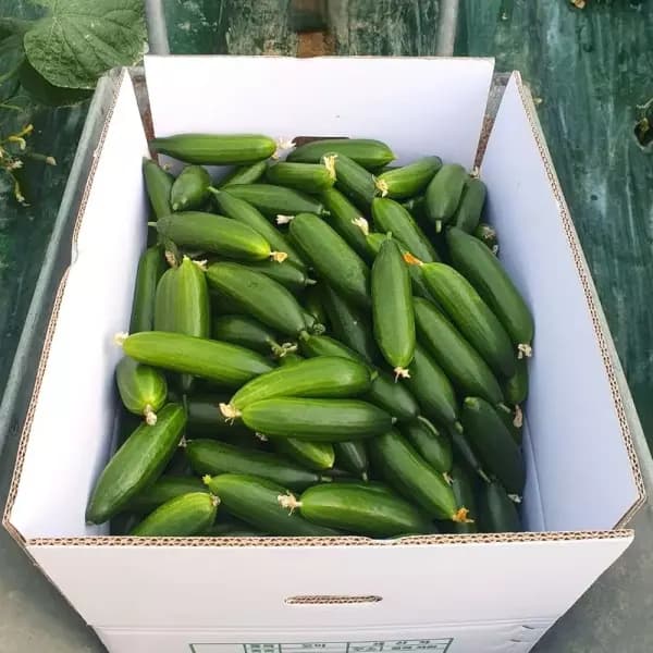 국내산 칠곡 지천 미니 오이 500g (3,900원/무료)