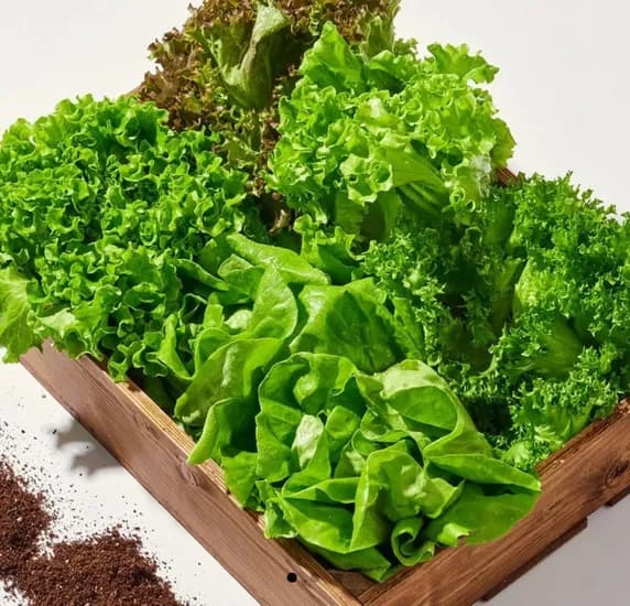 무농약 유럽식 샐러드채소 1kg (5,850원 / 무배)