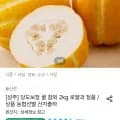 당도보장 성주 꿀 참외 2kg 소과 다양 13-16입