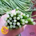 영천 햇 마늘쫑 3kg