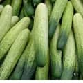 백다다기 백오이 3kg