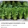 산지직송로메인2kg(6,900원/무배)