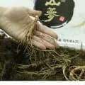 산양삼 5-6년산 가정용 30g