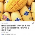 골드망고 선물세트 4kg