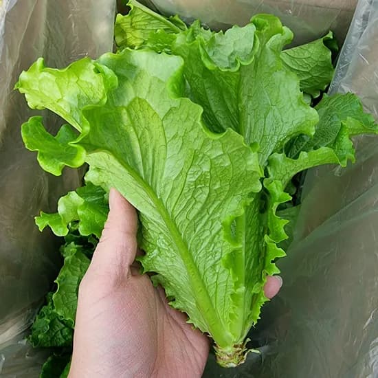 통 포기 로메인 청상추 1kg
