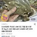 국내산 제철 활 숫꽃게 1kg 5~6미