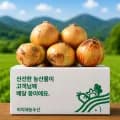 햇 양파 5kg