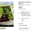 GAP인증 산지직송 쌈채소 유럽샐러드 유러피언 상추 버터헤드 1kg
