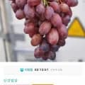 크림슨 적포도 총 4kg