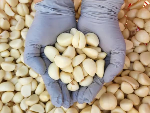 깐마늘 500g (소, 대) 외 다양 수량x개수