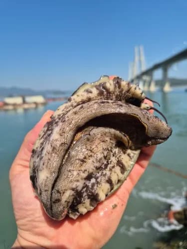 특대전복 500g(4미) +손질솔 증정 9,375원 무료