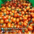 대추방울토마토 로얄과 1kg (3,900원/멤버십무료)