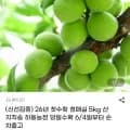 26년 첫수확 청매실 외 다양 5kg 산지직송