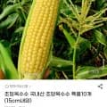 국내산 초당옥수수 특품 외 다양 10개 (15cm 내외) 2kg