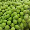 청매실 5kg (외 다양) 수량 1개