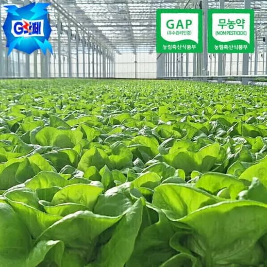 유러피안 샐러드 야채 (무농약/GAP인증) 1kg 내외 (3-6종 랜덤) 외 다양