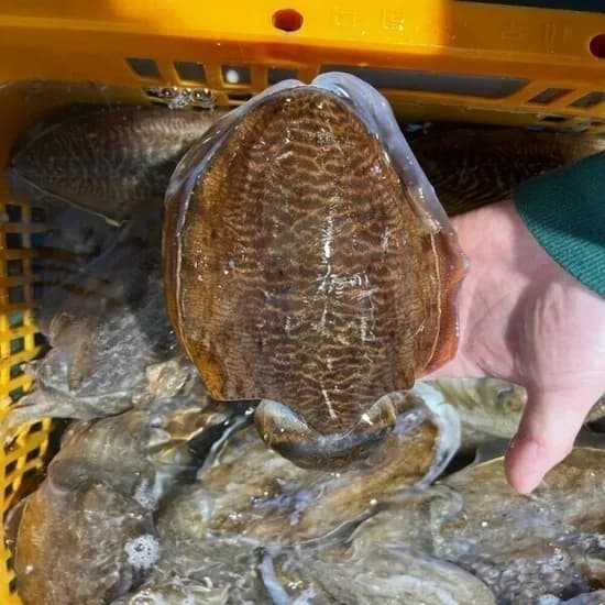 당일조업 국내산 활 갑오징어 외 다양 kg (2~4미 내외) 총 20kg